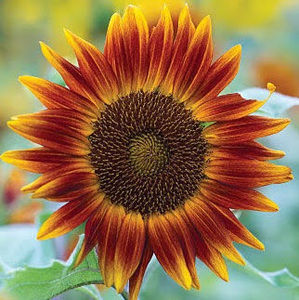 Meet your Posher, Evelin fabiola